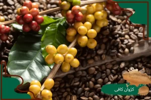ترکیب قهوه روبوستا