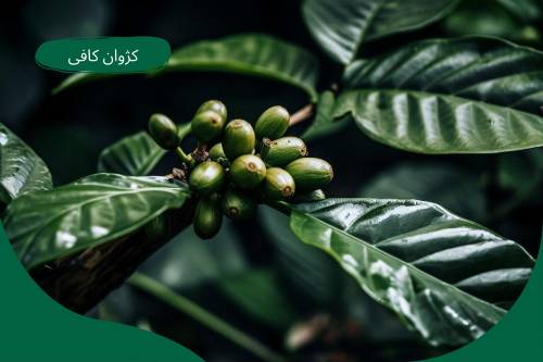 خرید قهوه کنگو
