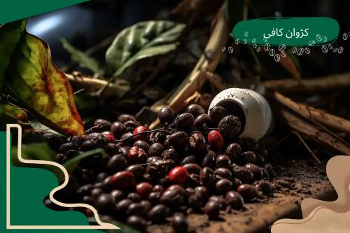 تاثیر قهوه روبوستا