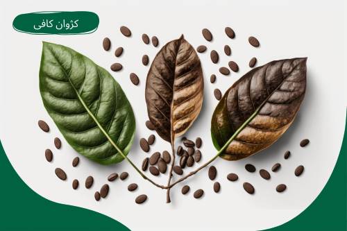 زنگ زدگی برگ قهوه