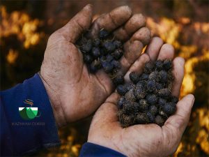 قهوه عاج سیاه
