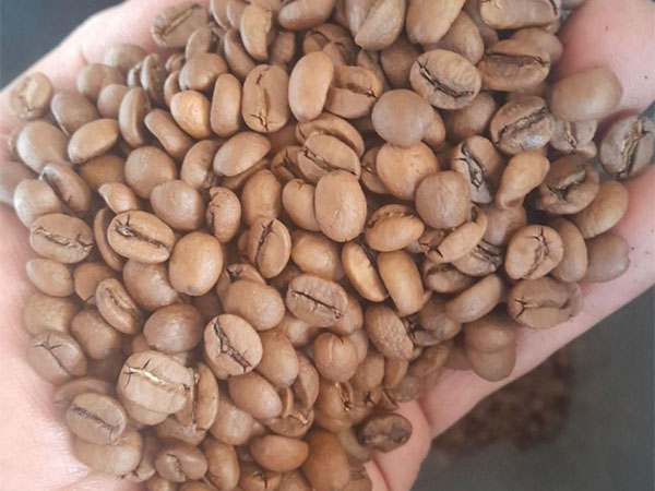 خرید عمده دانه سبز قهوه