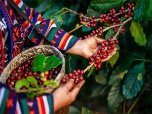 روش های برداشت قهوه