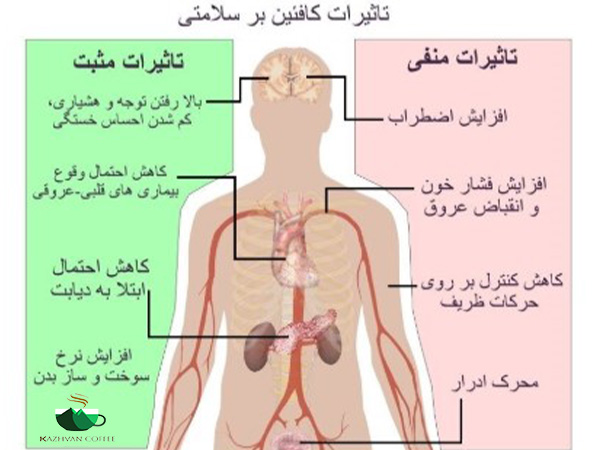 بررسی علمی تاثیر کافئین روی بدن
