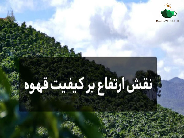 نقش ارتفاع در کیفیت دانه قهوه