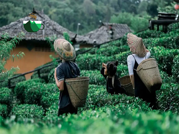 تلخ ترین قهوه جهان