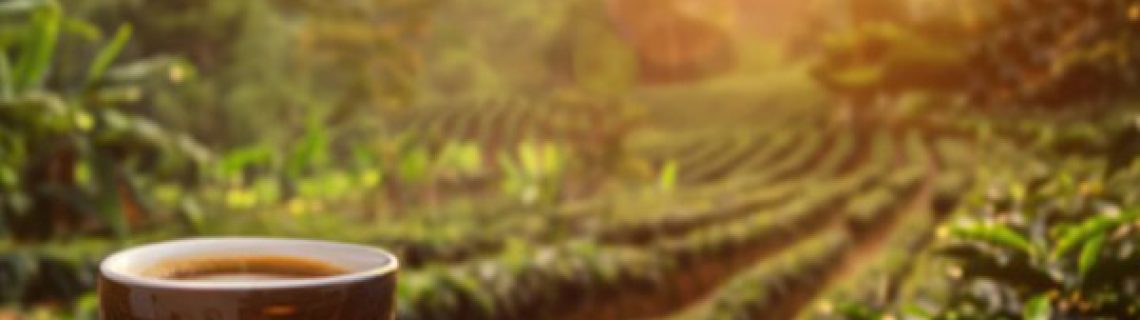 نقش ارتفاع در کیفیت دانه قهوه