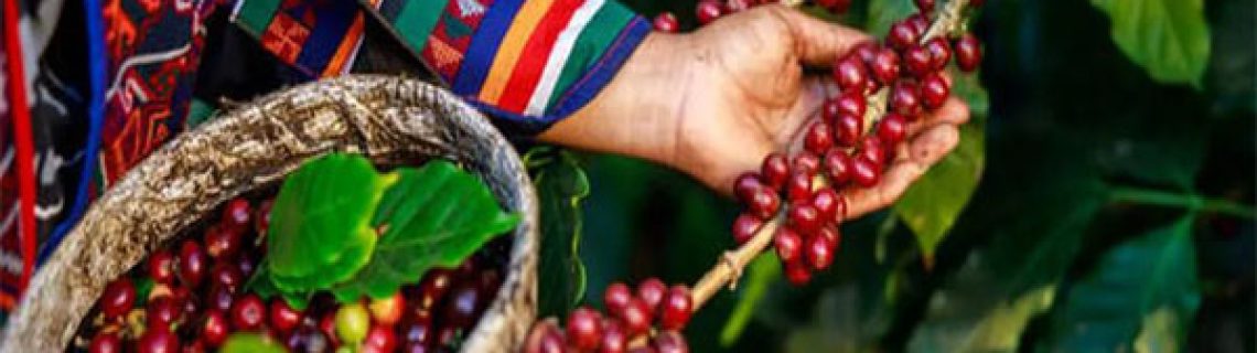 روش های برداشت قهوه